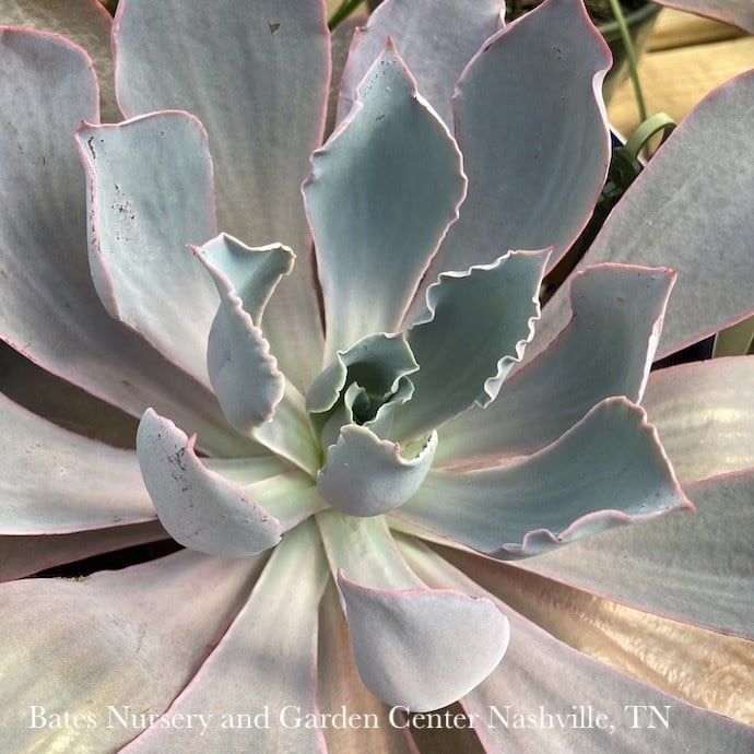 Tropical #1 Echeveria Afterglow