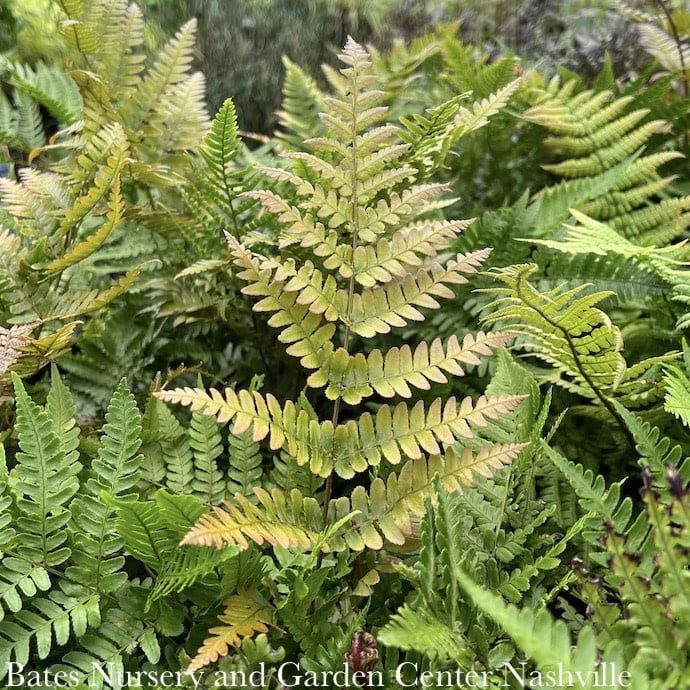 #2 Dryopteris erythrosora/ Autumn Fern