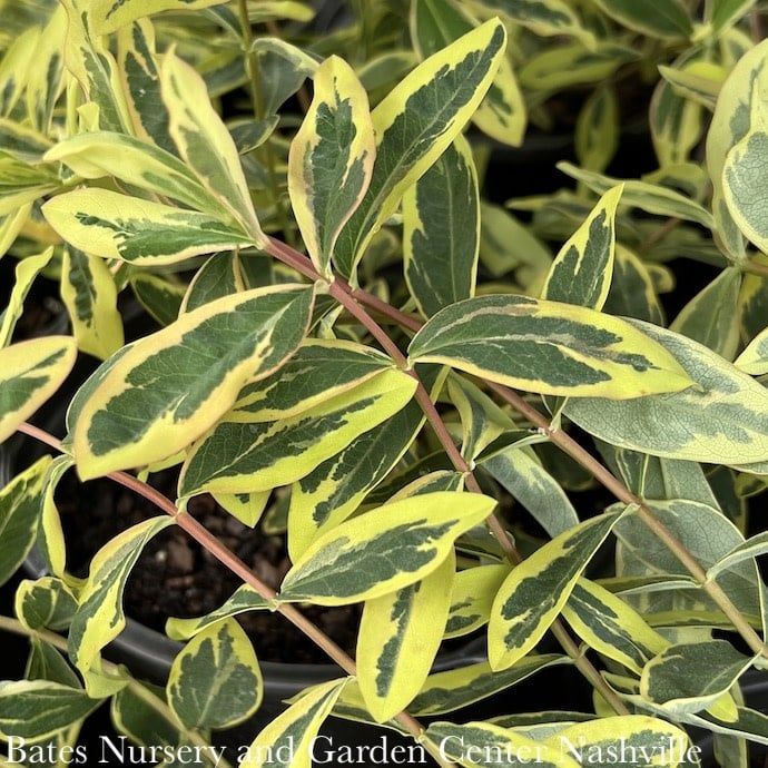 #1 Hypericum calycinum Fiesta/ St. John&#39;s Wort