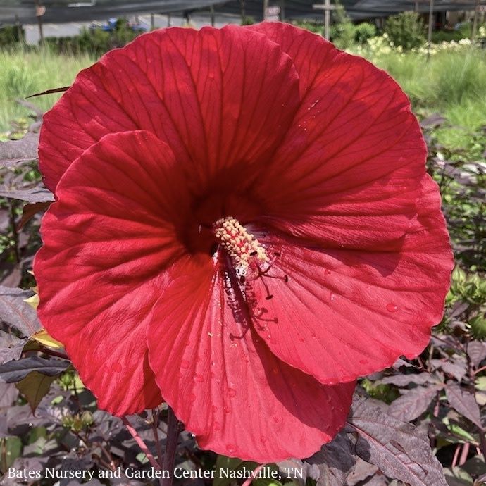 #2 Hibiscus x Midnight Marvel/ Deep Scarlet Red Hardy
