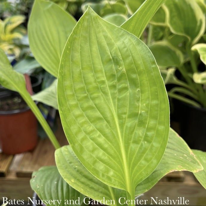 #1 Hosta Royal Standard/ Green