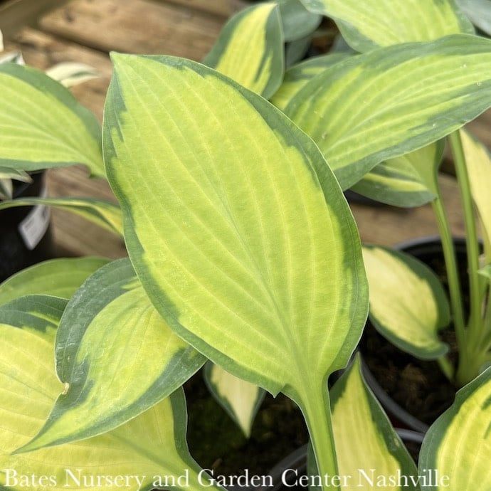 #1 Hosta Paul&#39;s Glory/ Variegated