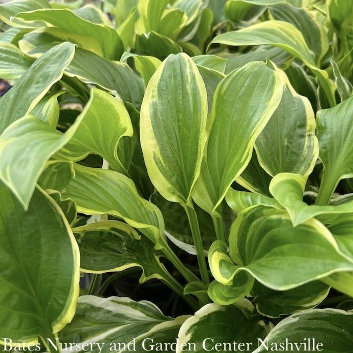 #1 Hosta x So Sweet/ Dwarf Green w/ Yellow Margins