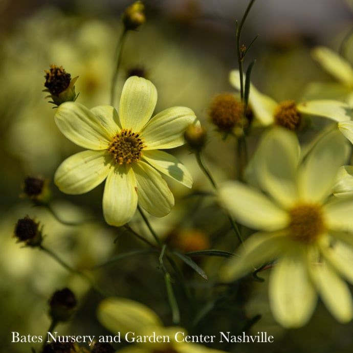 #1 Coreopsis vert Moonbeam/ Pale Yellow Whorled Tickseed Native (TN)