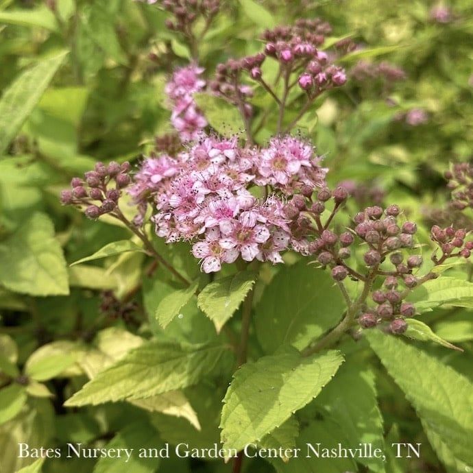 #1 Spiraea x bum Limemound/ Pink Flowers