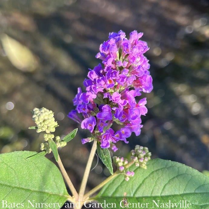 #3 Buddleia Lo &amp; Behold Blue Chip/ Dwarf Butterfly Bush
