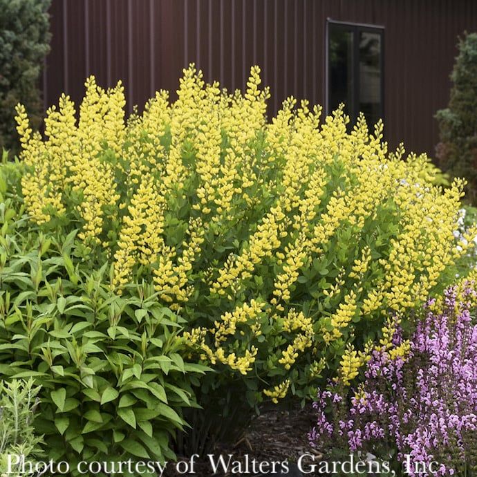 #2 Baptisia x American Goldfinch/ Yellow False Indigo