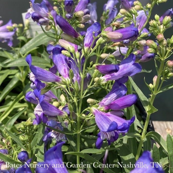 8p Penstemon barb Rock Candy &#39;Blue&#39;/ Beardtongue