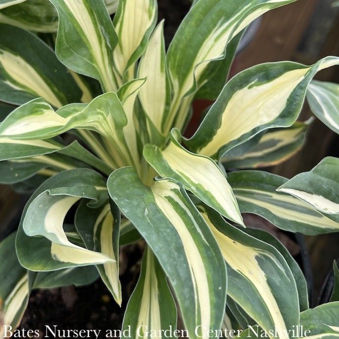 #1 Hosta Snake Eyes/ Green w/ Cream Eyes