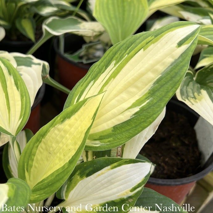 #1 Hosta Vulcan/ Variegated