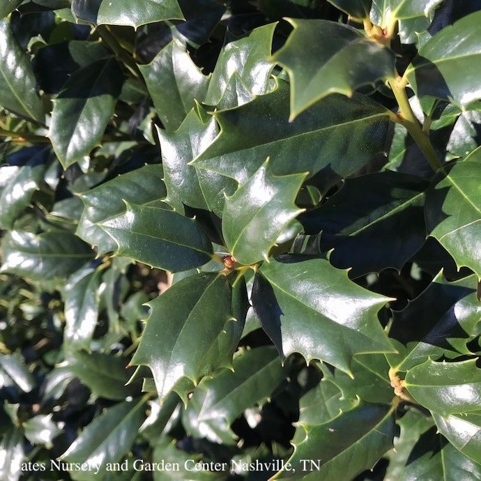 #5 Ilex x Robin/ Red Holly (self-fertile)