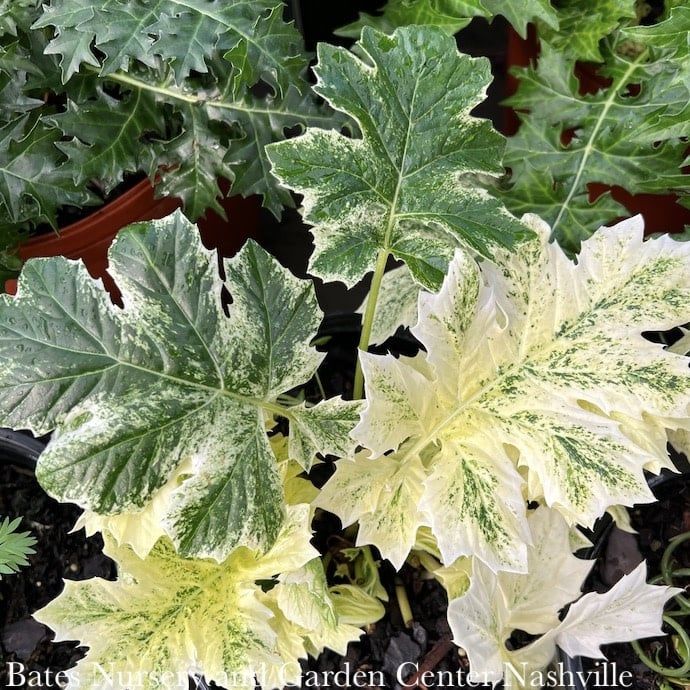 #1 Acanthus mollis Whitewater/ Variegated Bear&#39;s Breeches