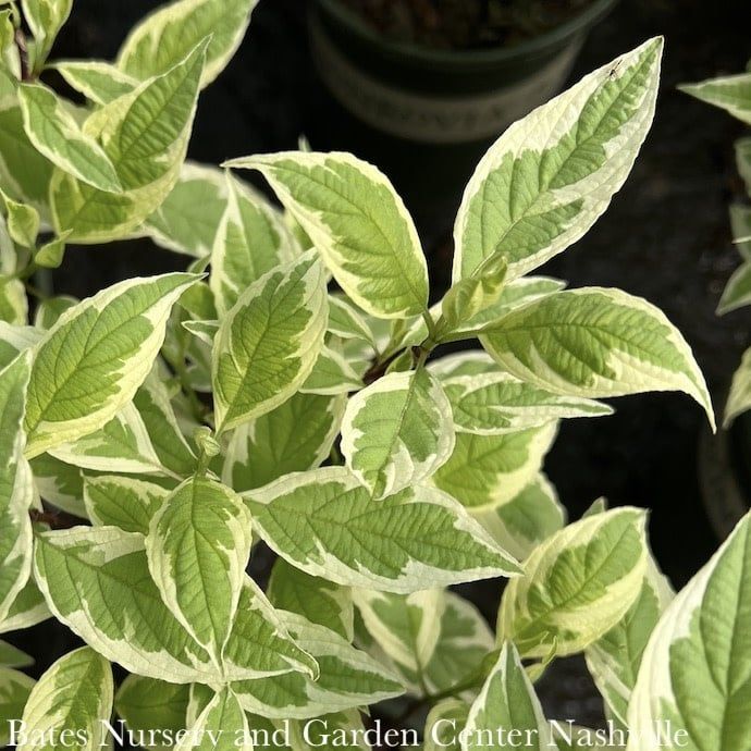 #3 Cornus alba Ivory Halo/ Variegated Tatarian Red Twig Dogwood