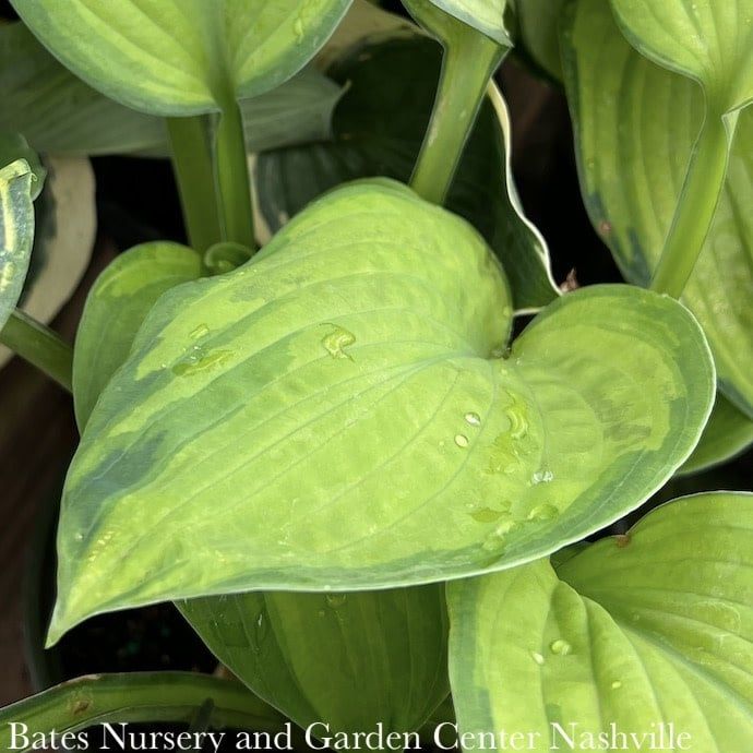 #1 Hosta Brother Stefan/ Green w/ Gold Center