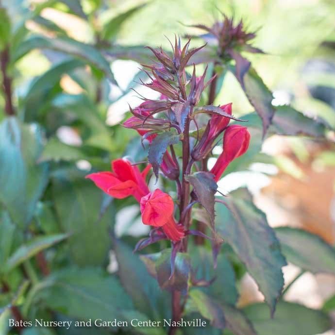 #1 Lobelia x speciosa Starship Scarlet/ Cardinal Flower