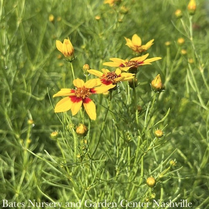 #1 Coreopsis vert Sizzle &amp; Spice &#39;Curry Up&#39;/ Yellow and Red Tickseed Native (TN)