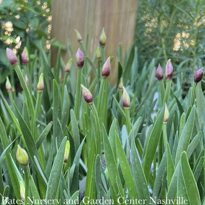 #1 Allium x Windy City/ Compact Ornamental Onion