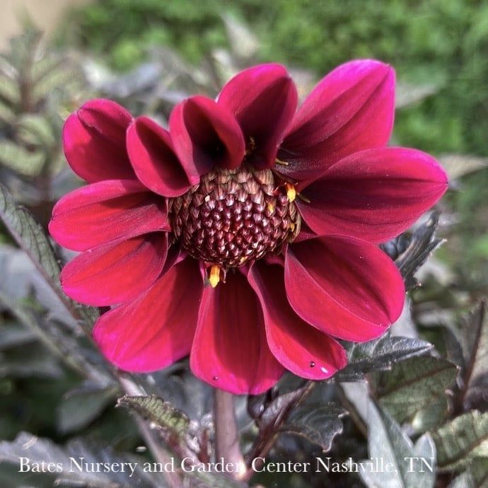 Bulb Dahlia Dracula/ Dk Red w/Burg Leaves/ Dark Angel 2/pk