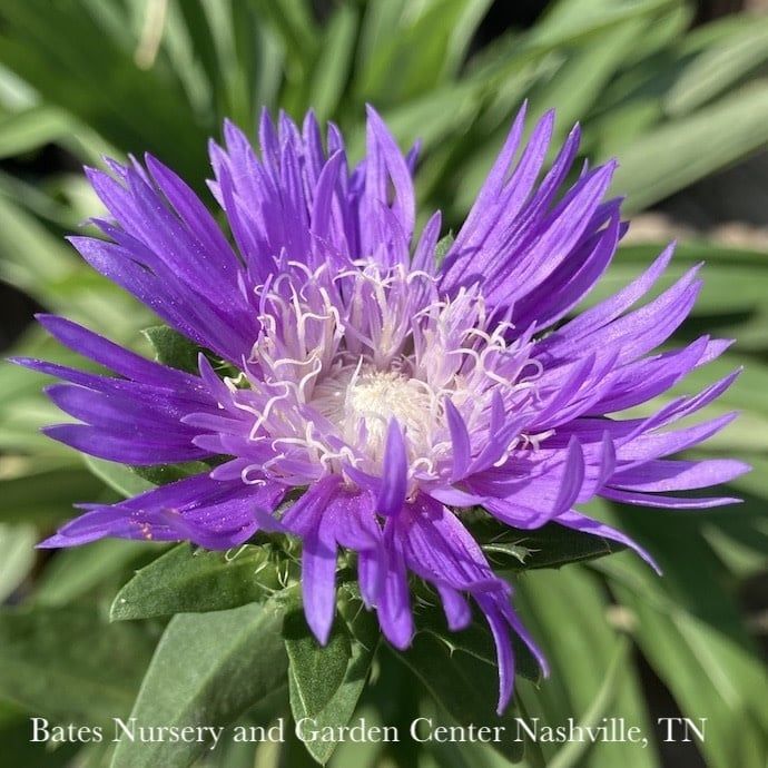 #1 Stokesia laevis Honeysong Purple/ Stoke&#39;s Aster Native (R)