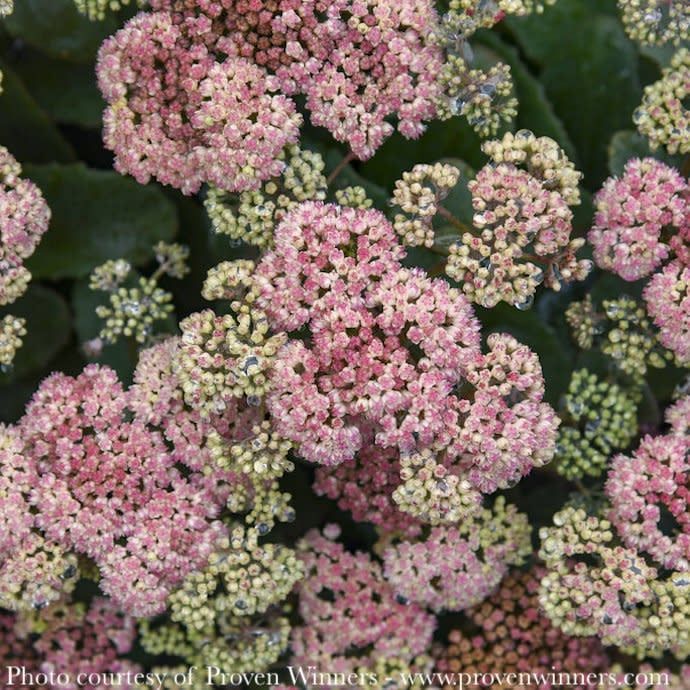 #1 Sedum x PW Rock &#39;N Grow &#39;Coraljade&#39;/ Stonecrop