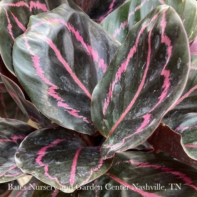 4p! Calathea Dottie /Tropical