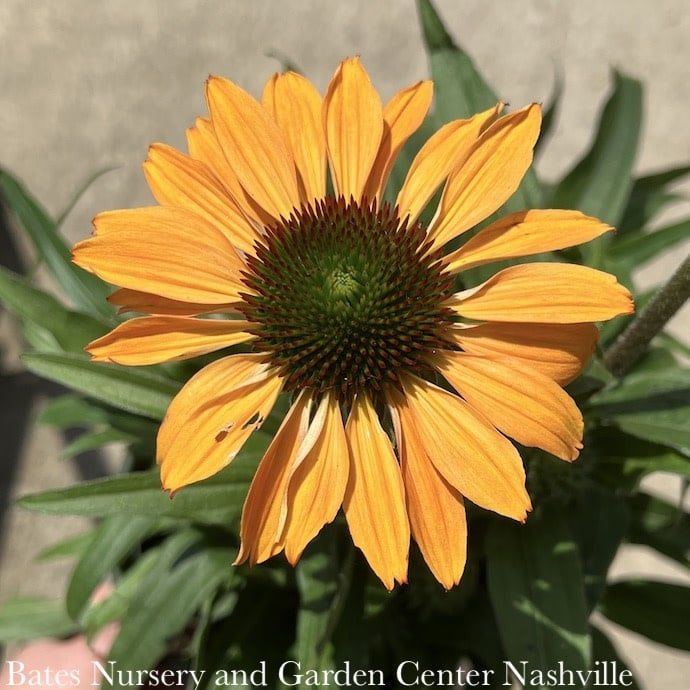 #1 Echinacea x Prima &#39;Ginger&#39;/ Compact Coneflower