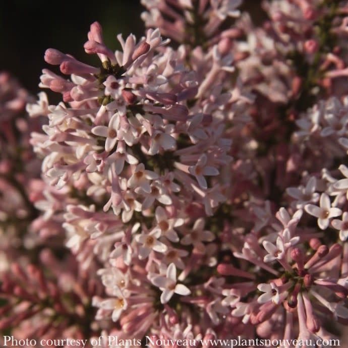 #2 Syringa pat Violet Uprising/ Manchurian Lilac