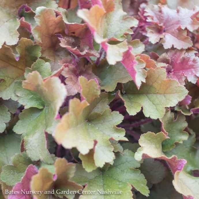 #1 Heuchera x Marmalade/ Coral Bells