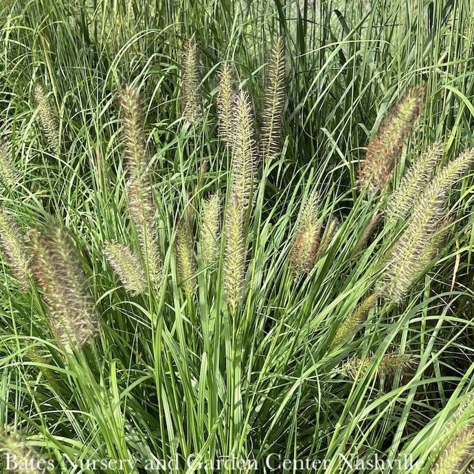 #3 Grass Pennisetum alop Hameln/ Dwarf Fountain