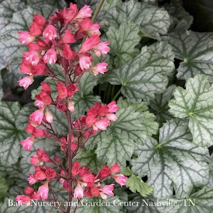 #1 Heuchera x Paris/ Coral Bells