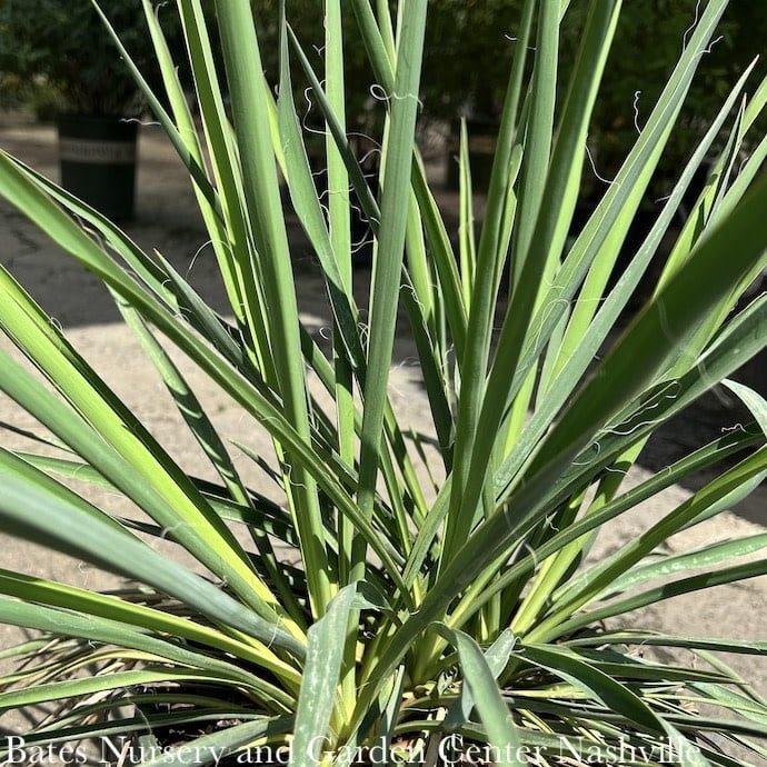 #2 Yucca fil Ivory Towers Native (TN)