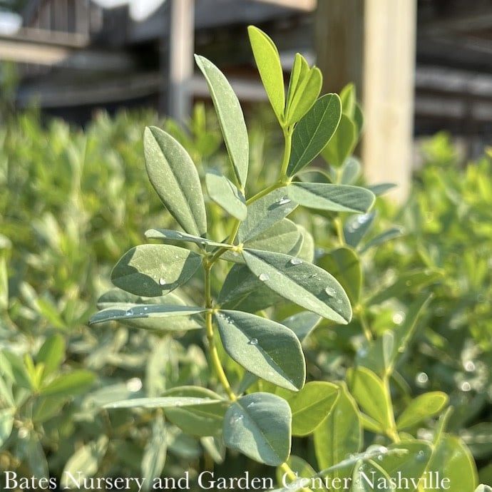 #1 Baptisia x variicolor Twilite Prairieblues/ Purple False Indigo
