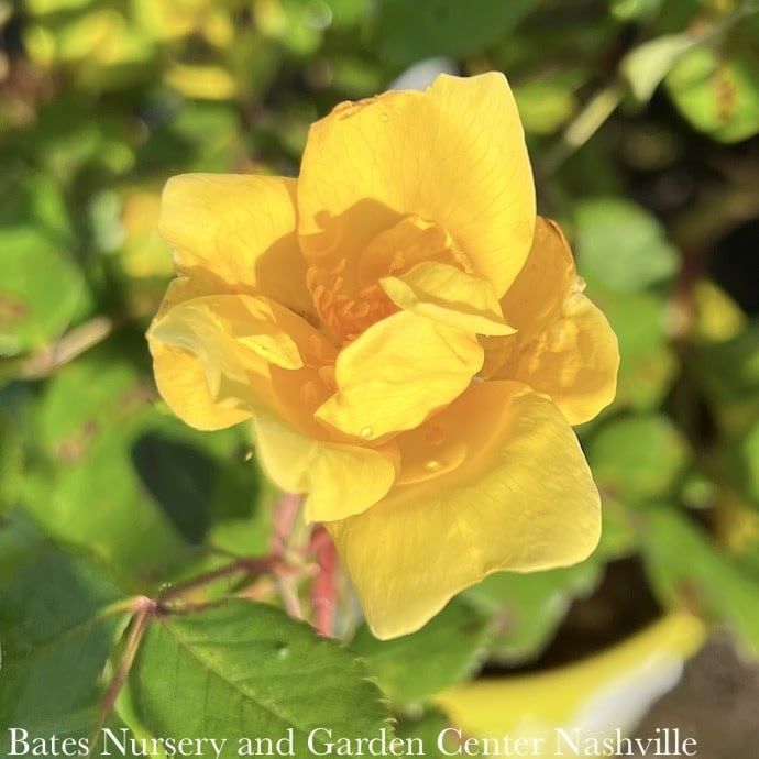 #2 Rosa SUNNY Knock Out/ Yellow Shrub Rose - No Warranty