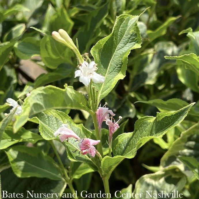 #3 Weigela flor French Lace/ White Variegated