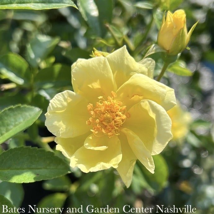 #2 Rosa Flower Carpet &#39;Yellow&#39;/ Groundcover Rose - No Warranty