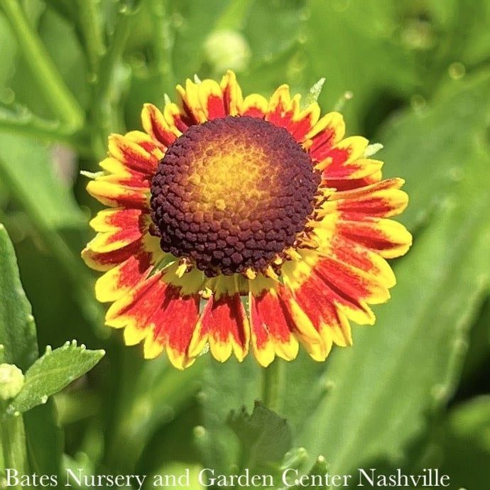 #1 Helenium aut Fuego/ Red w/Yellow Dwarf Sneezeweed Native (TN)