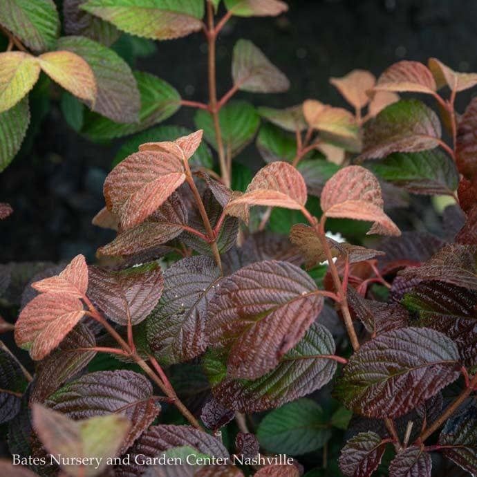 #5 Viburnum plic f plic Popcorn/ Doublefile Japanese Snowball