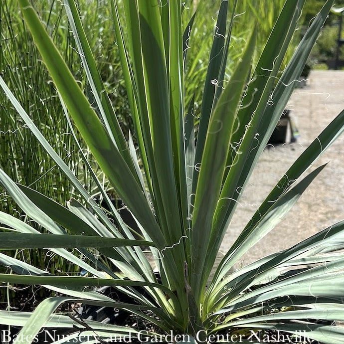 #3 Yucca fil Excalibur/ Compact Adam&#39;s Needle Native (TN)