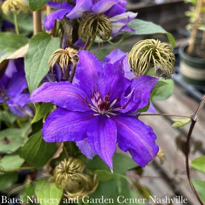 #2 Clematis vit Boulevard &#39;Parisienne&#39;/ Violet-blue