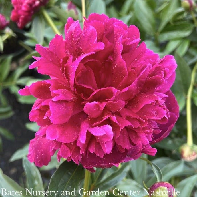 #2 Paeonia x Inspecteur Lavergne/ Double Ruby Red Peony