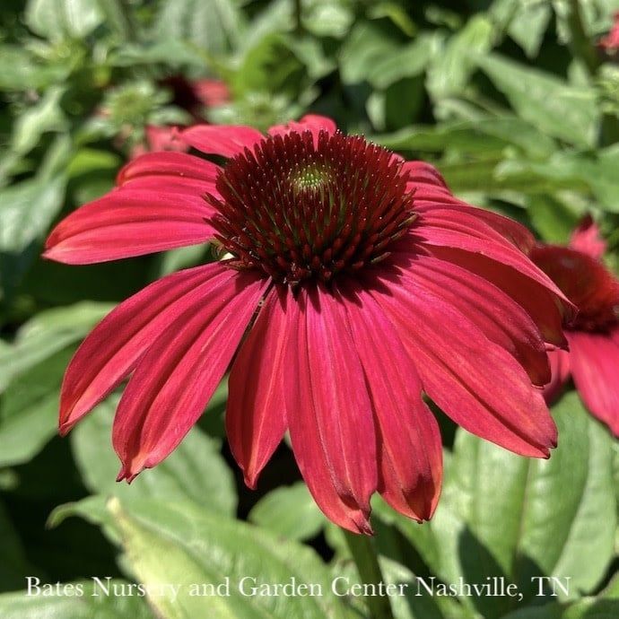 #1 Echinacea x PW Sombrero &#39;Baja Burgundy&#39;/ Coneflower