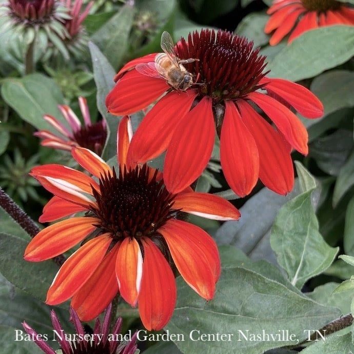 #1 Echinacea x PW Sombrero &#39;Sangrita&#39;/ Red Coneflower