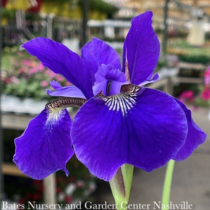 #1 Iris sibirica Caesar&#39;s Brother/ Siberian
