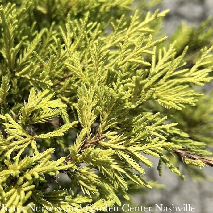 #1 Juniperus x pfitz Saybrook Gold/ Juniper