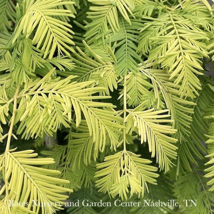 #5 Metasequoia glypto &#39;Ogon&#39; Gold Rush/ Dawn Redwood