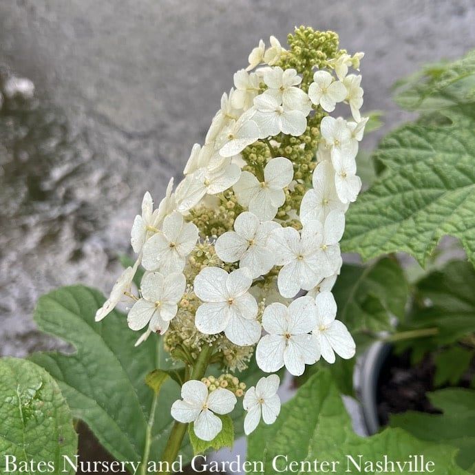 #3 Hydrangea quer PW Gatsby Gal/ White to Pink Oakleaf Native (TN)