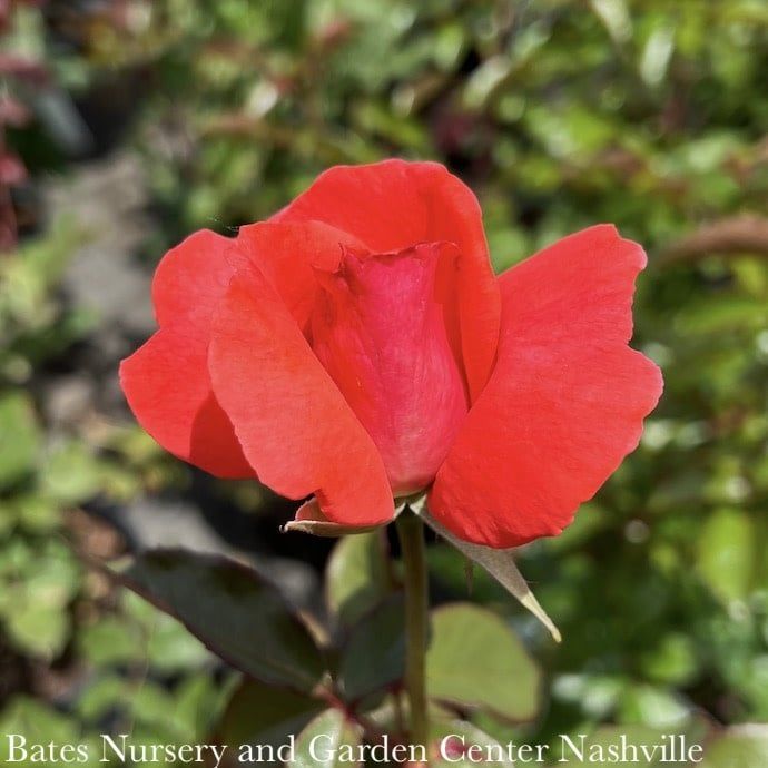 #3 Rosa America/ Deep Salmon Pink Climbing Rose  - No Warranty