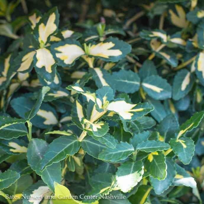 #2 Euonymus fort Moonshadow/ Variegated Wintercreeper