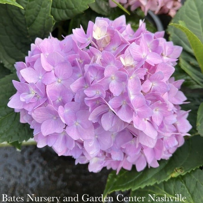 #2 Hydrangea mac Mini Penny/ Bigleaf/ Dwarf Mophead Rebloom Blue to Pink
