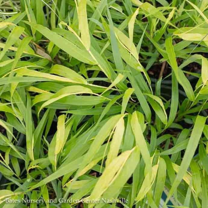 #1 Grass Hakonechloa mac All Gold/ Japanese Forest
